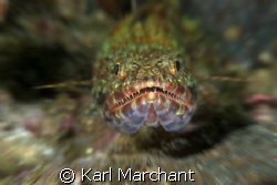 Fearsome Lizard Fish! by Karl Marchant 